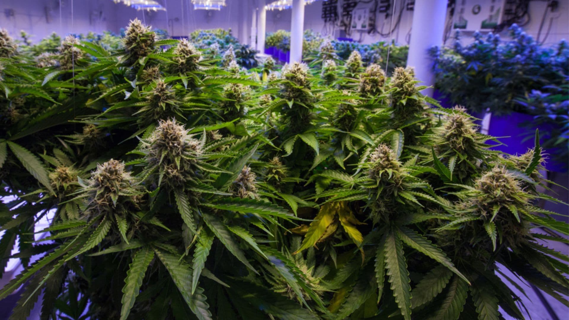 a photo of an indoor marijuana grow that shows big, healthy and ready for harvest cannabis plants. 