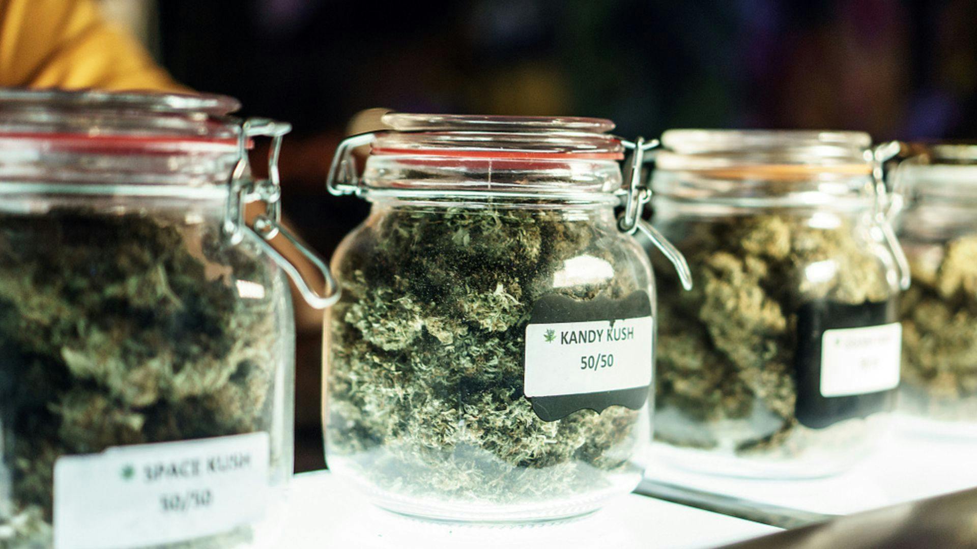 a stock photo of jars of marihuana buds on a dispensary shelf, labeled with the strain inside.