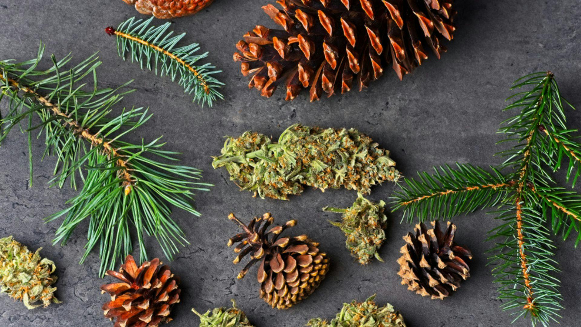 a photo of pinecones, pine leaves and cannabis nugs.