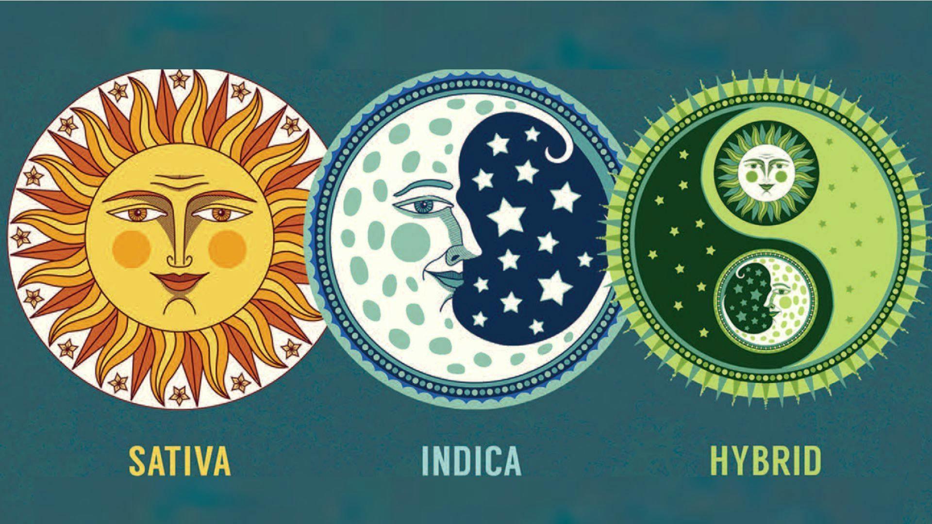 a graphic of an illustrated sun with the word sativa, an illustrated moon with the word indica and an illustrated tao symbol and with word hybrid.